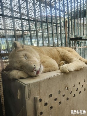睡着的狮子🦁多么可爱呀，哈哈哈