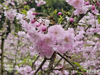 樱花烂漫