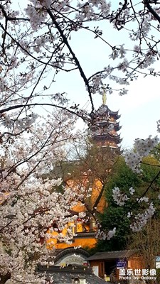 鸡鸣寺樱花路