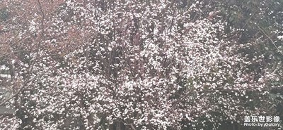 【春之序曲】+四处拍拍照
