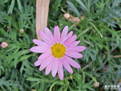 小花花