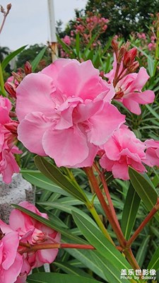 夹竹桃花