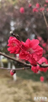 烟花三月大美人间