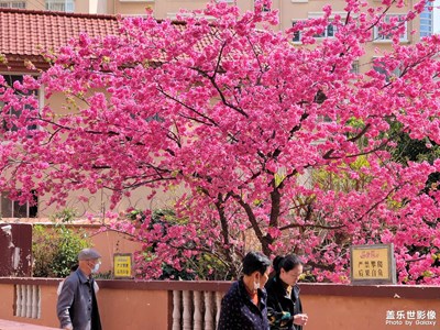 【生活的色彩】+漫步花海