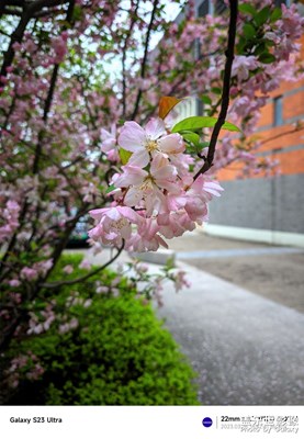 用谷歌相机拍了一下学校的樱花