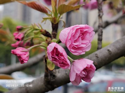 樱花林