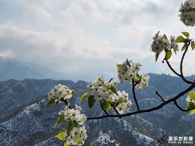 【生活的色彩】+花在雪里