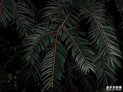 【摄影分享】自然美学