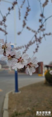 春花