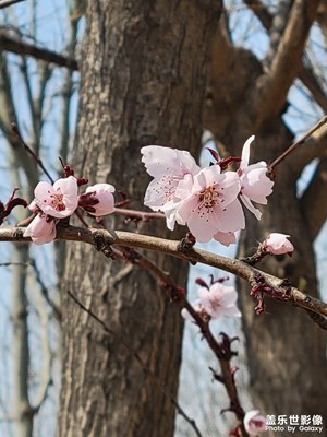 又是一年花开时