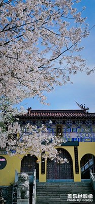 春来无事 只为花忙