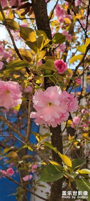 樱花🌸