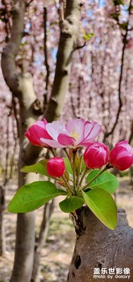 海棠开后春谁主。日日催花雨。