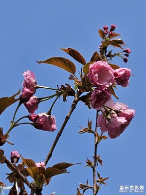 樱花🌸🌸🌸