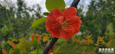 花花