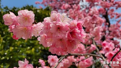 【生活的色彩】春暖花开