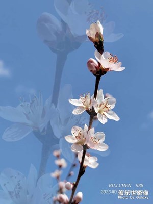 桃花朵朵开