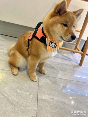 帅气狗子