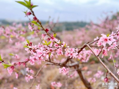 桃花朵朵开