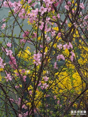 院子里的花开了