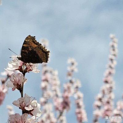 春天来的好慢，零星花开