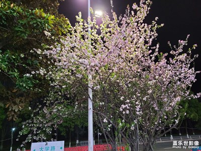 【美丽夜景】夜景花树和夜色小吃包
