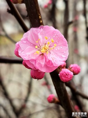 春天的花