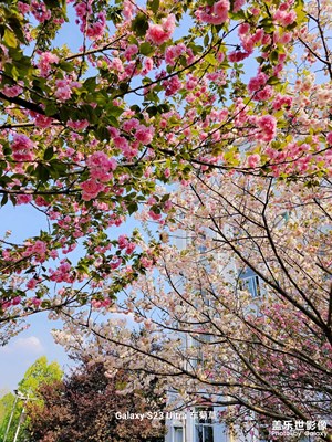 春暖花开，“樱”你而来