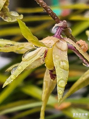 雨中兰花