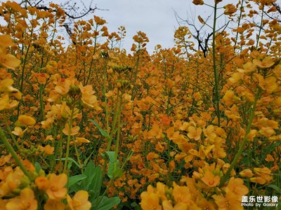 【拍有趣味】油菜花