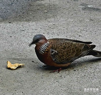 一个小可爱！