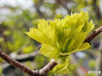 清明节踏青随拍