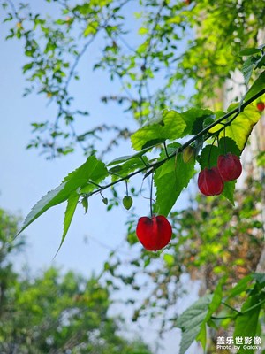 春花烂漫时