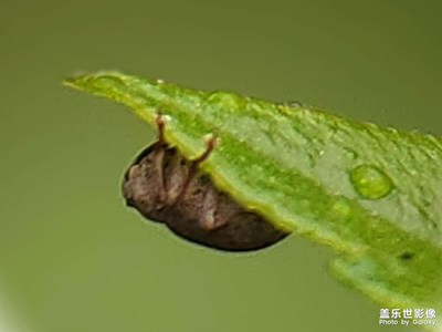 雨后昆虫草