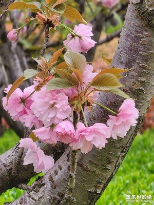 樱花随手拍