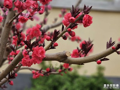 春花烂漫