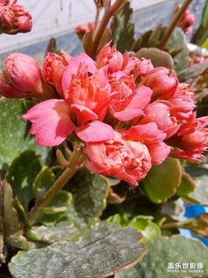 长寿花开