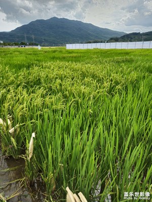 每一粒大米都不应该被浪费＆海南水稻育种