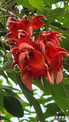 象牙红树