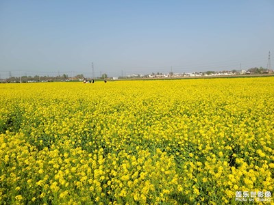 油菜花开了