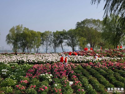 花开时节动京城