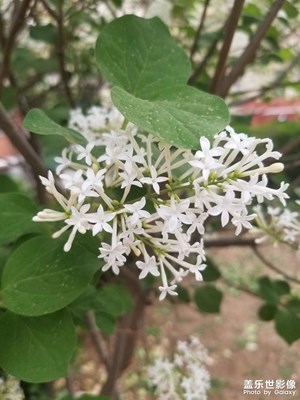 【四月物语】丁香花开