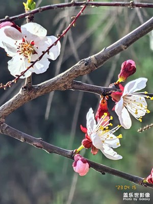 山花