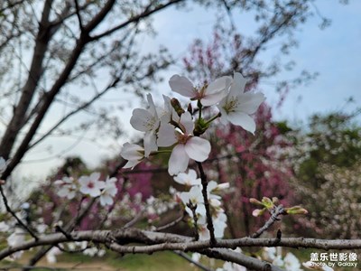 【四月物语】漫山花语