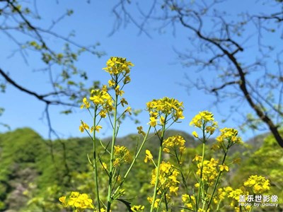 【四月物语】+紫荆