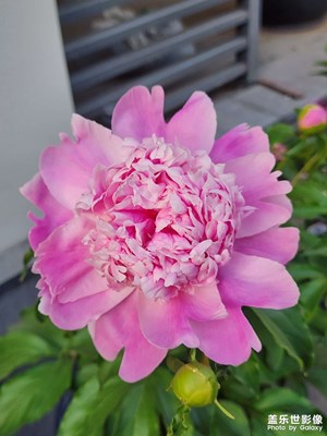 春天来了，花儿开了