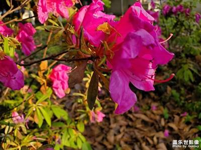 【四月物语】四月芳菲