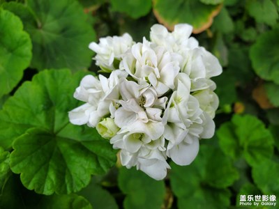【四月物语】+万物焕发