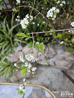 花花儿