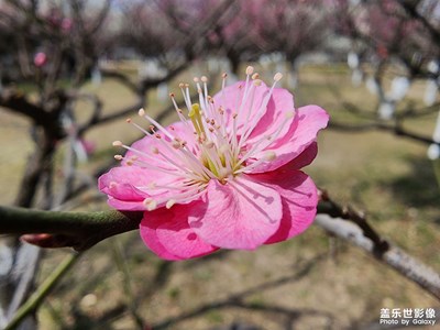 【相约春天】+竹与花